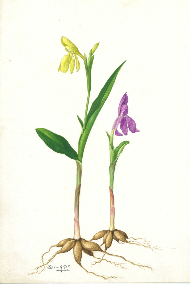 《早花象牙参 roscoea cautleoides gagnep 邓盈丰 27.5×37.5cm