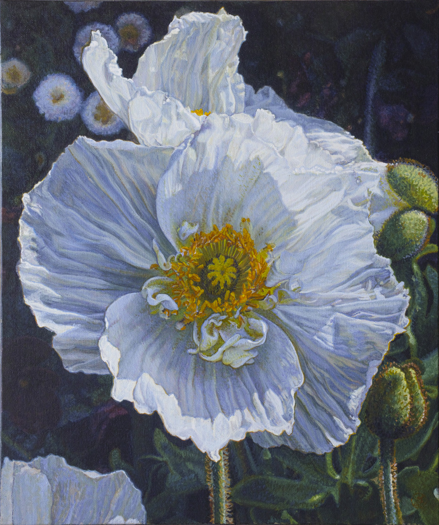 白色罂粟花 克里斯托夫·吉拉尔曼 2018 46*55cm 布面油画