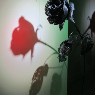 真实的影子——玫瑰花