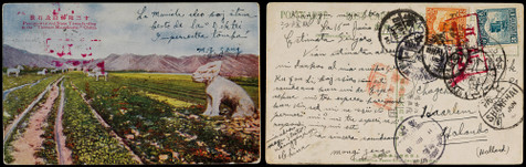 1916年江阴县寄荷兰检查明信片，贴帆船1分、3分各一枚