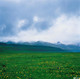 中国·新疆·班禅沟雪山花海^-^SNOW-CAPPED MOUNTAINS AND SEA OF FLOWER IN PANCHEN VALLEY，XINJIANG，CHINA