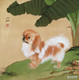 芭蕉西藏犬图
