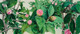《万物有时.茶花》