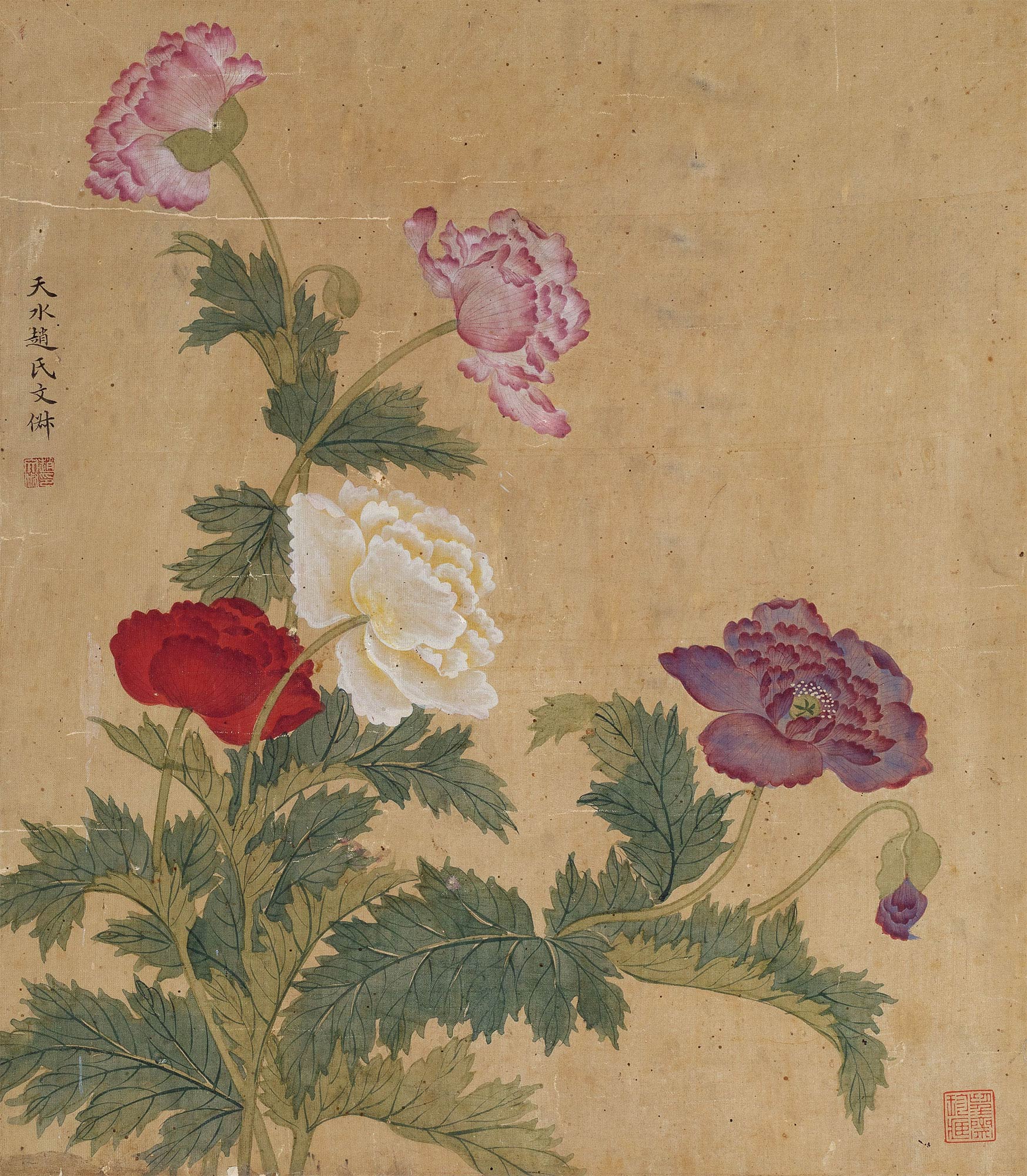 1890罂粟花镜心绢本