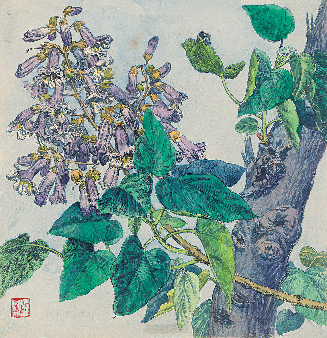 15971980年代泡桐花钢笔赋彩