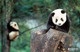 未成年的大熊猫练习爬树