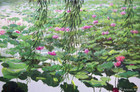 柳岸花明 Willow and Blooming Lotus