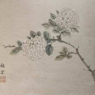 绣球3 绣球3