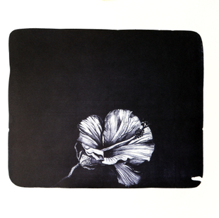 花语系列 7 花语系列 7