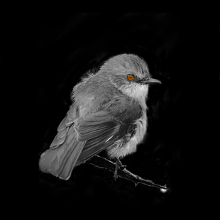 《百鸟图》image-2 《百鸟图》image-2