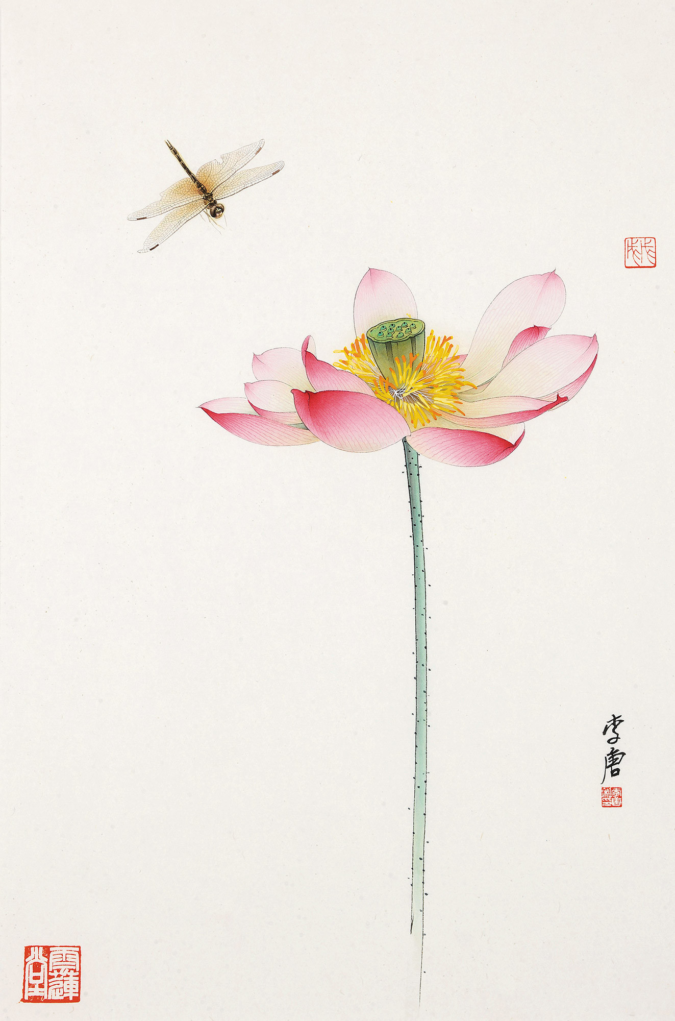 LOTUS AND DRAGONFLY